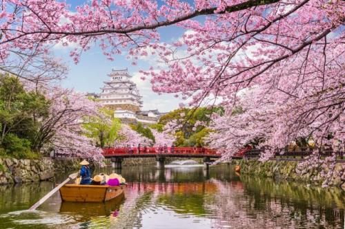 شکوفه های گیلاس ژاپن عجله کردند