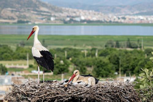 ثبت زیستگاه لک لک ها در کردستان