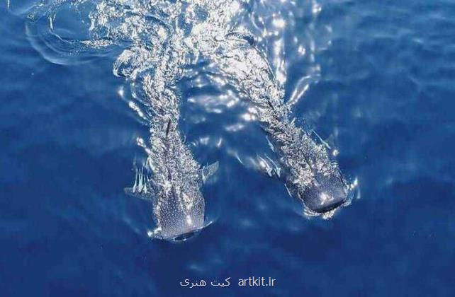 آخرین کوسه نهنگ به بریتانیا می رود