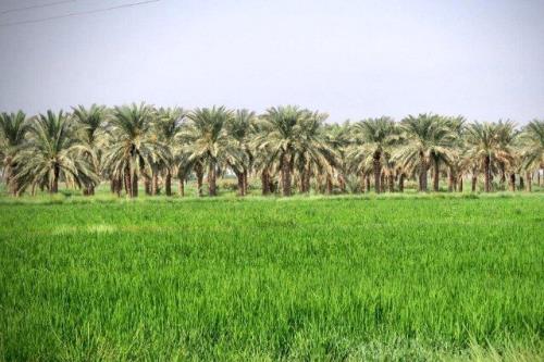 لالایی هایی که مهر وطن را با خون ما می آمیزند